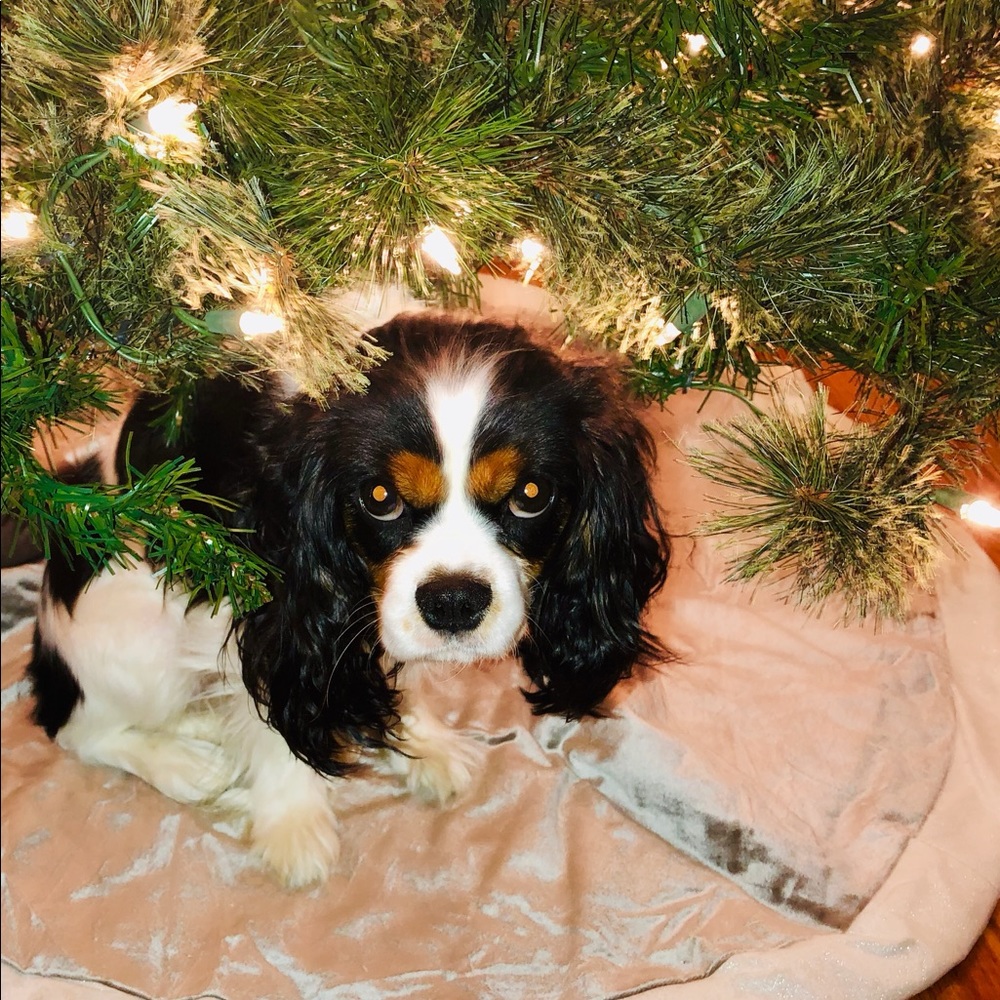 Meet your Posher, Cheyanne